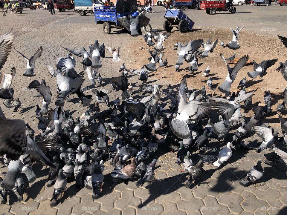 a flock of pigeons flying in the square