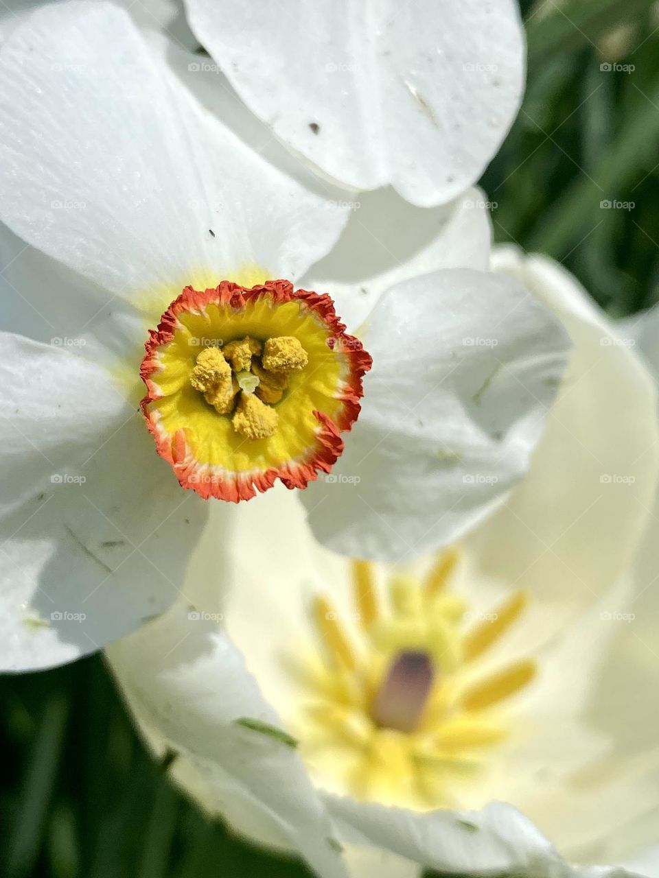 Close up of a white daffodil with a red and yellow center in front of a white tulip