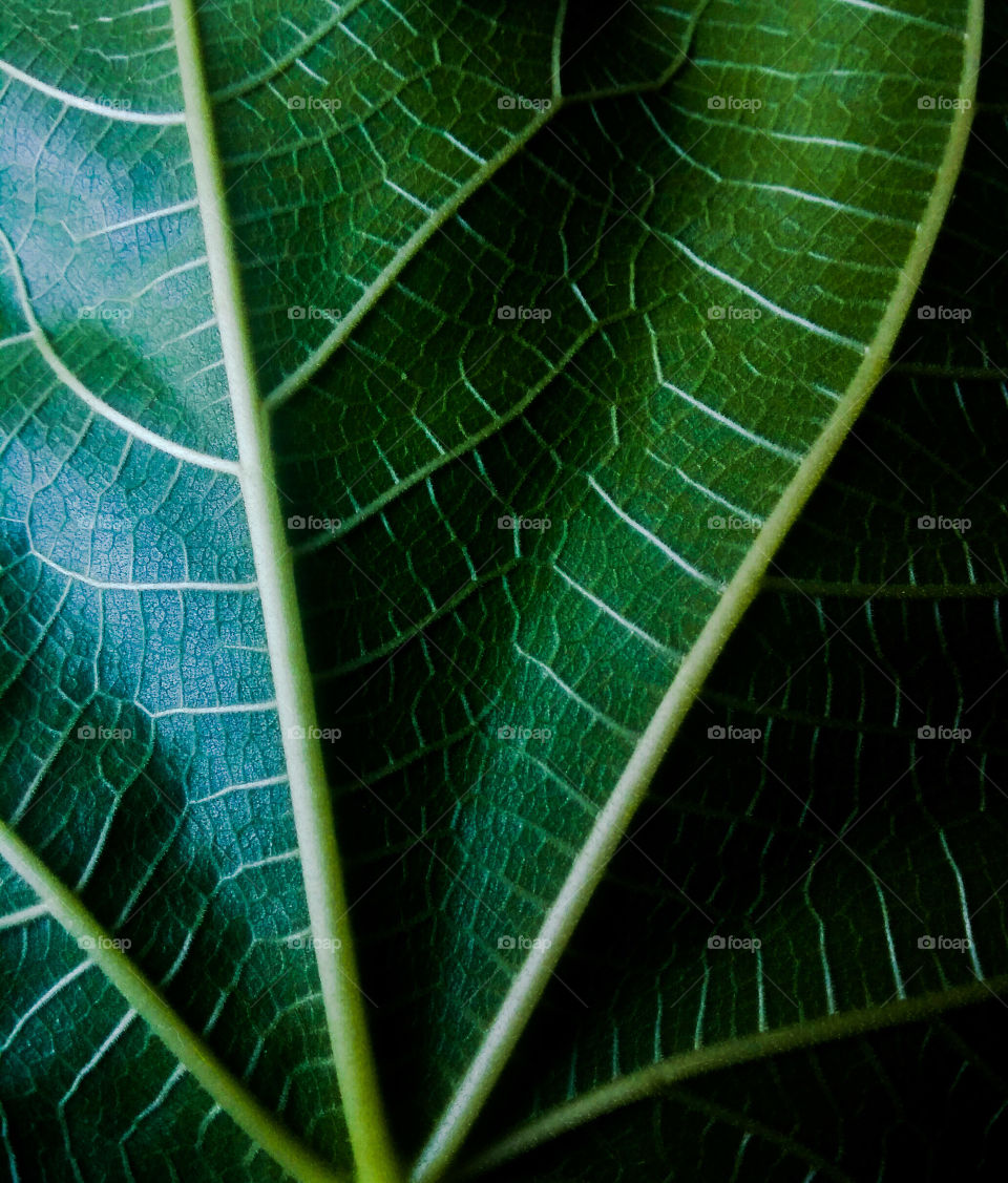 Vissually perfect vein formation on a leaf!!