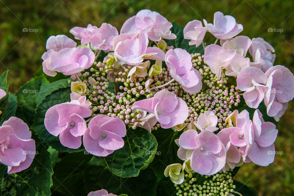 Hortensia flower. 