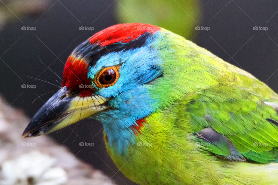 Blue Throated Barbet 