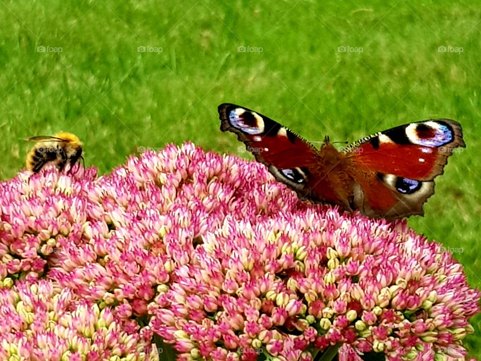 Bee and butterfly on flower