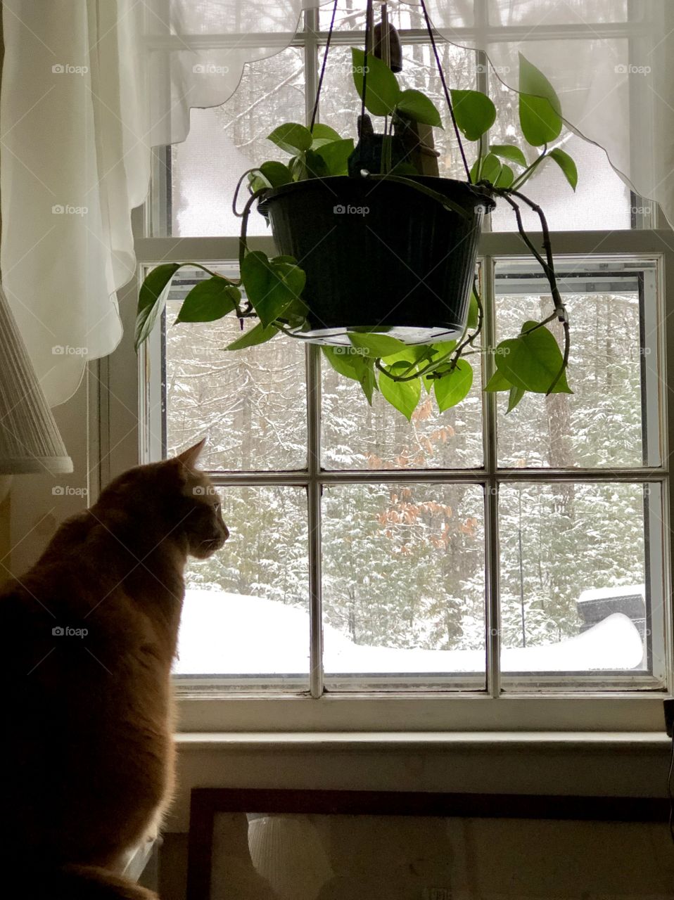 Relaxing and staying warm in the house with the cat as we watch the snow fall in the backyard through a glass window