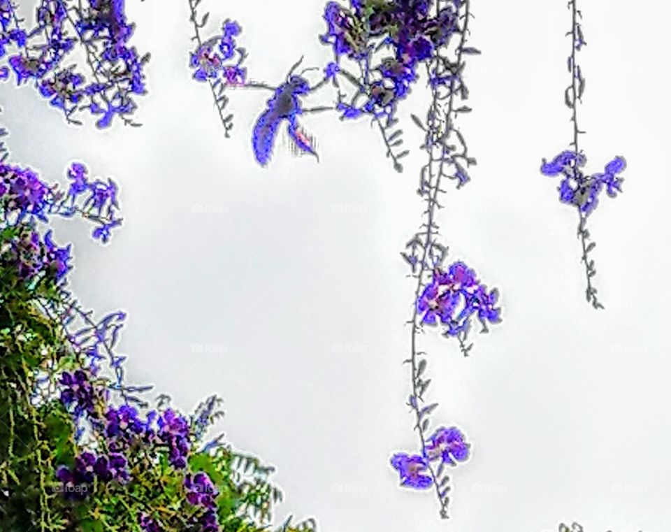 A bee in the purple flowers.