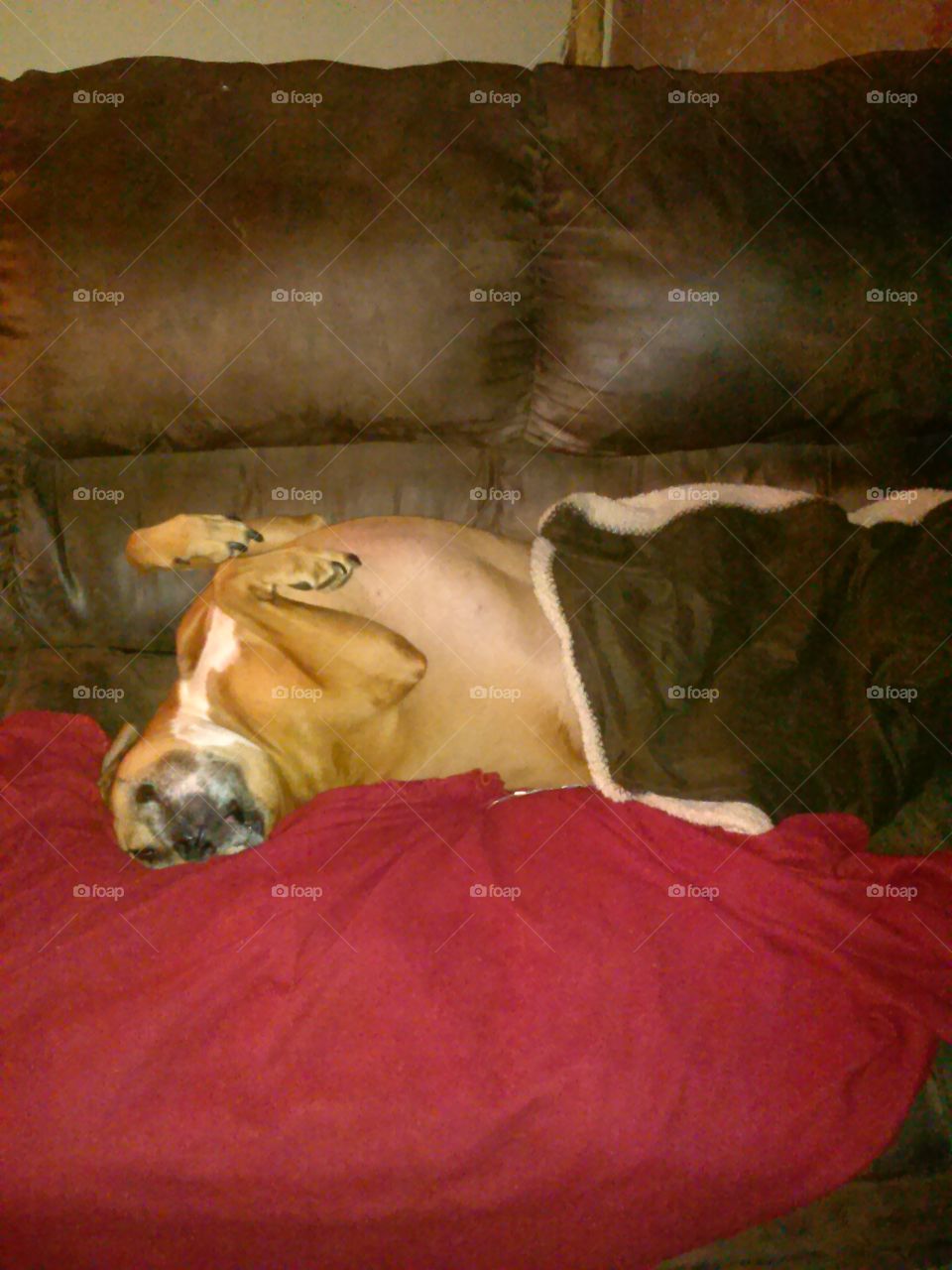 dog sleeping upside down. our dog sleeps in the weirdest positions