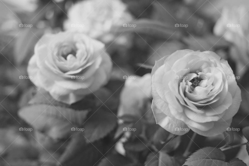 roses blooming. background black and white