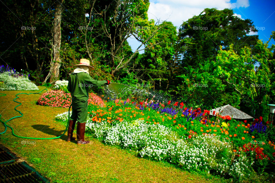 Working in the garden.. A man is watering in the garden.