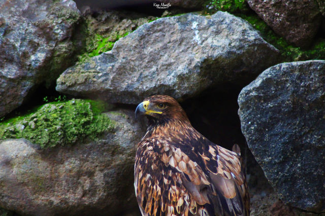 The Golden Eagle