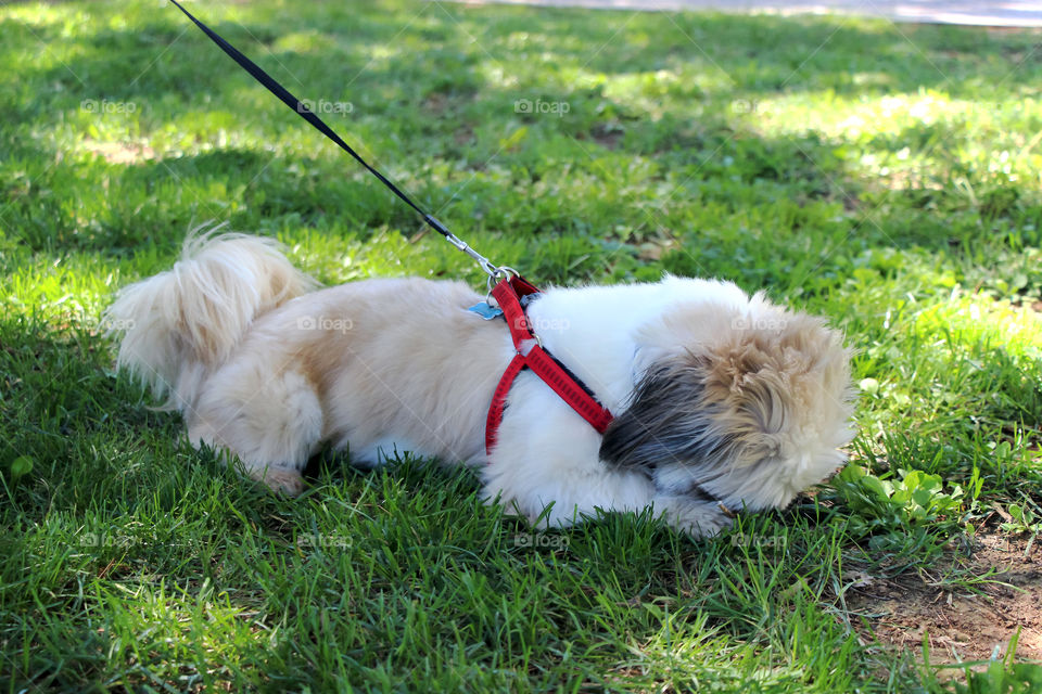 Playful little dog