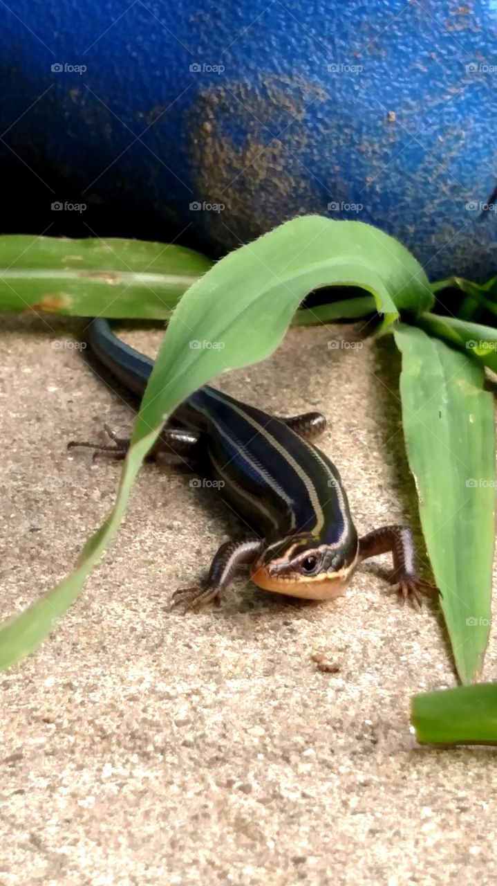 blue tailed skink