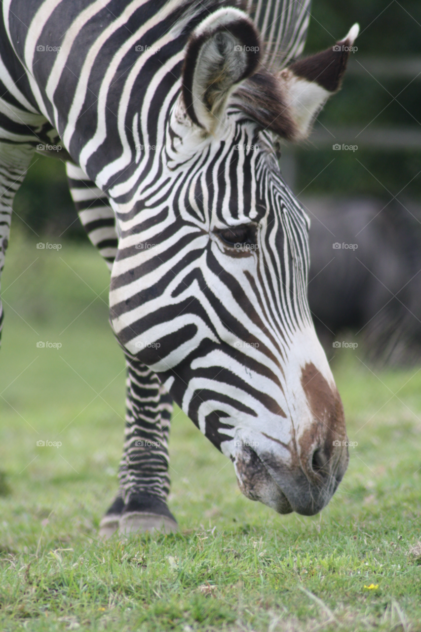 grass animal zoo eating by leonbritton123