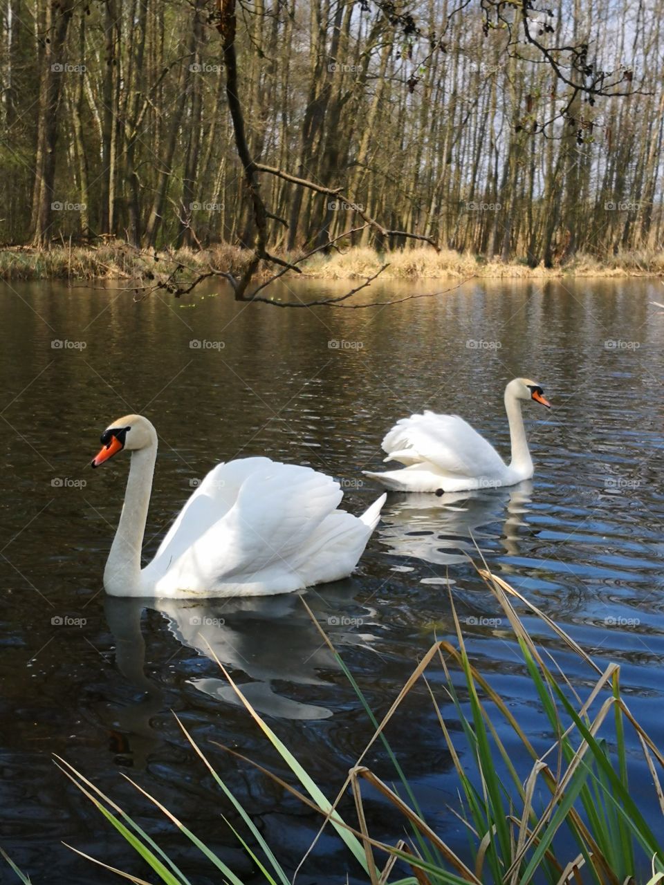 A pair of white swans. West Poland.
