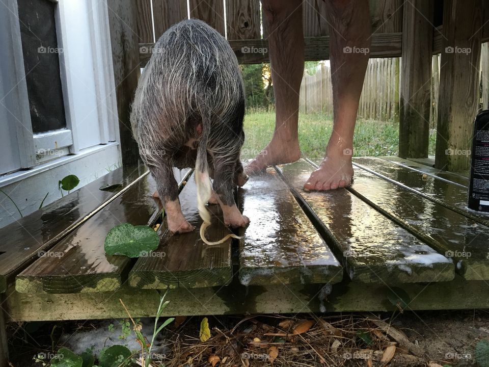 Pig Shower