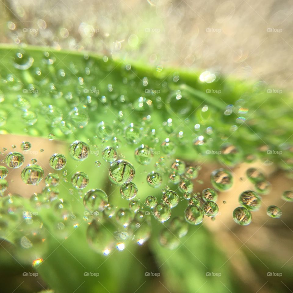 Dew drops in grass