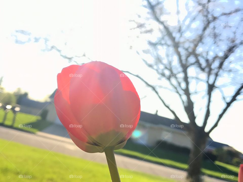 Close-up backlit tulip