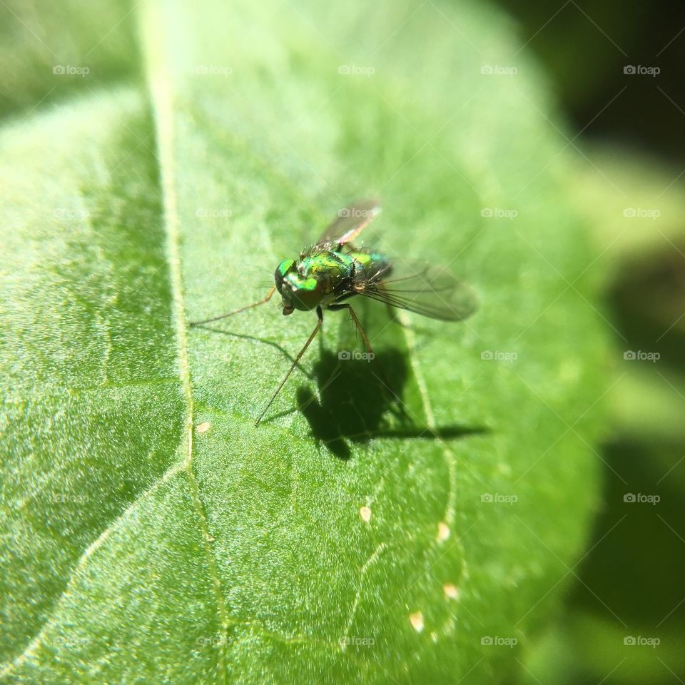 Green scintillating fly with shadow