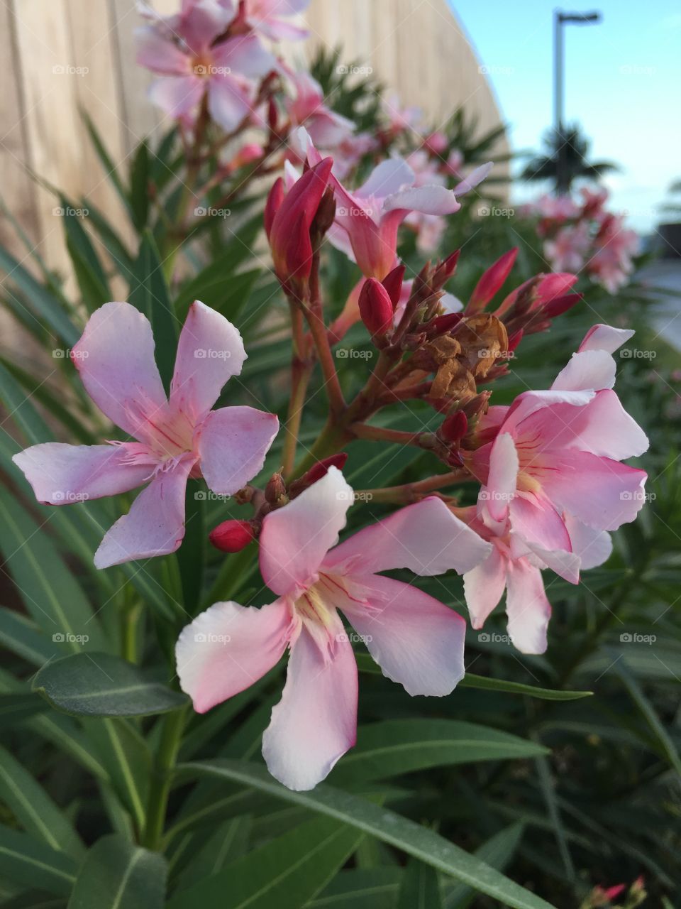 Flowers found in Bimini. Bahamas. 