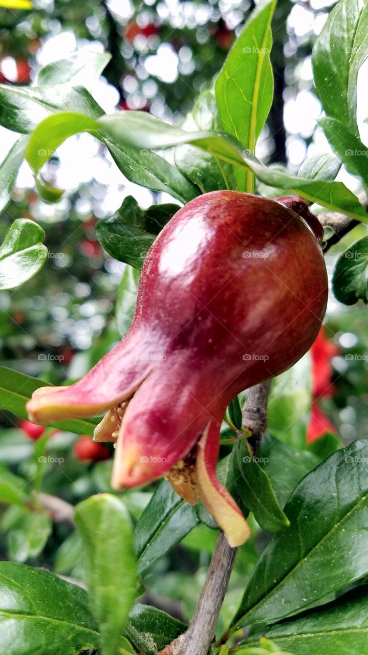 Growing pomegranate