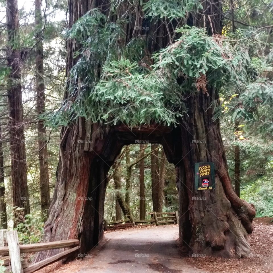 Tour thru tree. Klamath, CA. November 2015. drive through this redwood tree.