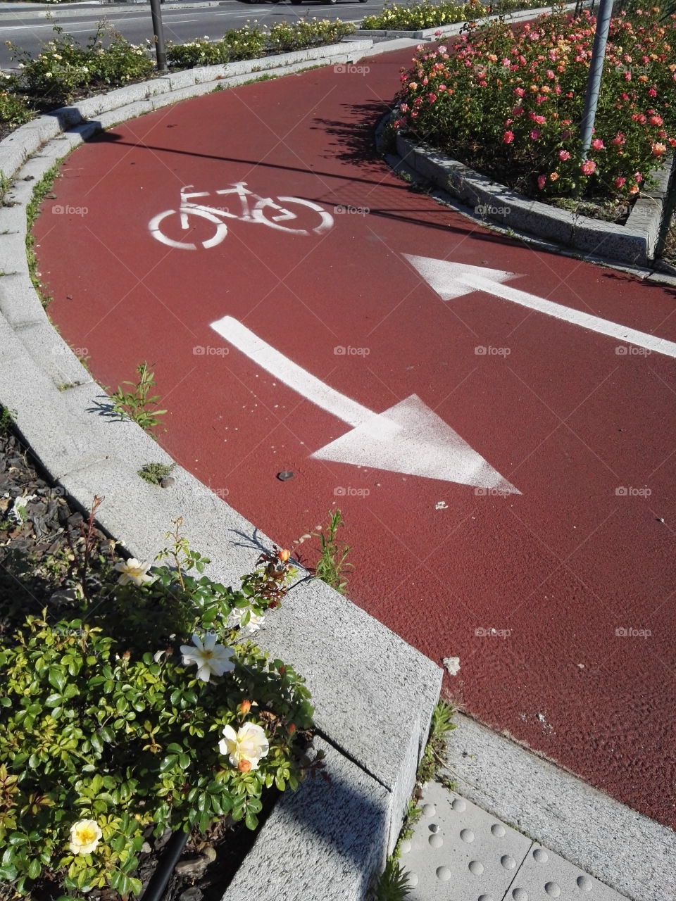 Bicycle lane between flowers