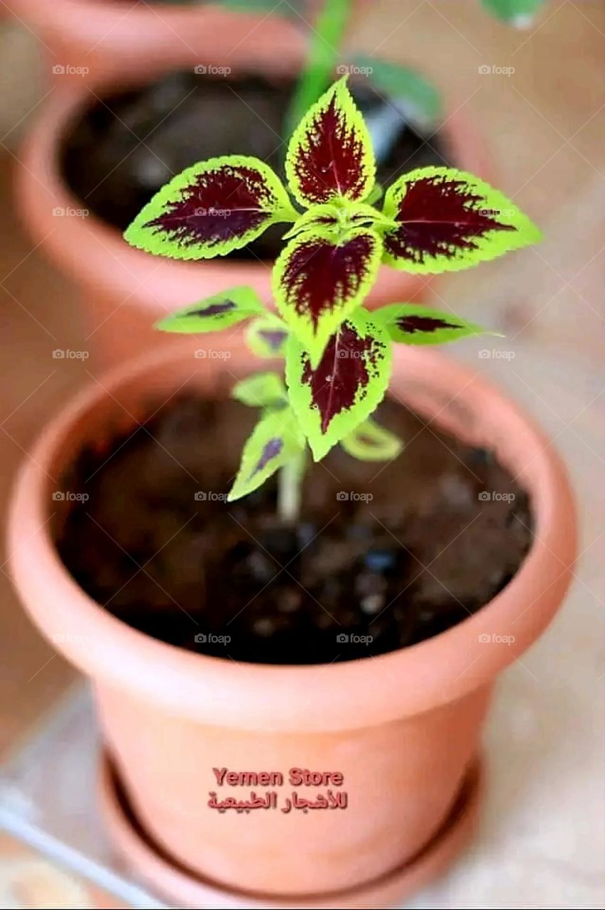 A very beautiful picture, and there is no better picture than it. There is no better picture of green herbs and colorful, red and white roses than it. Glory be to God, the natural and picturesque view, and there is no more