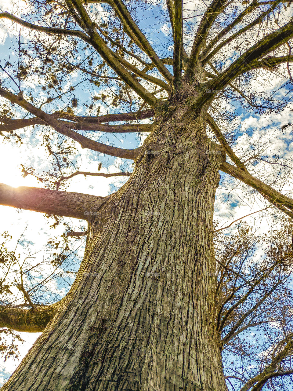 A view looking up an old mature bare tree in the winter season on a partly cloudy day with the sun peering through on the left.