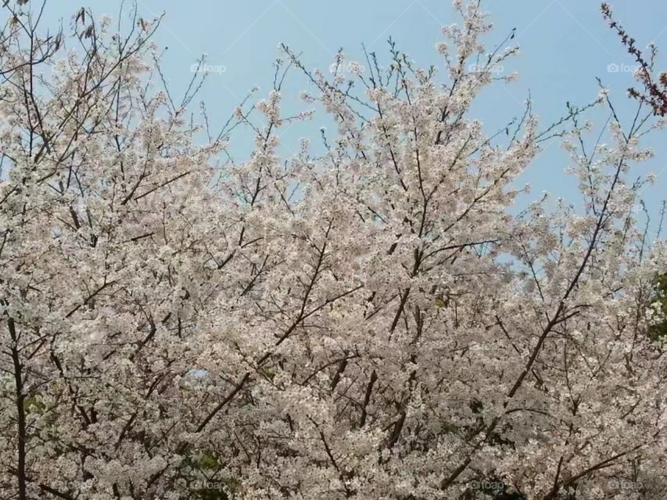 绽放纯洁自由ازهر حرية نقيةMekar kebebasan murni/Kebebasan murni mekar