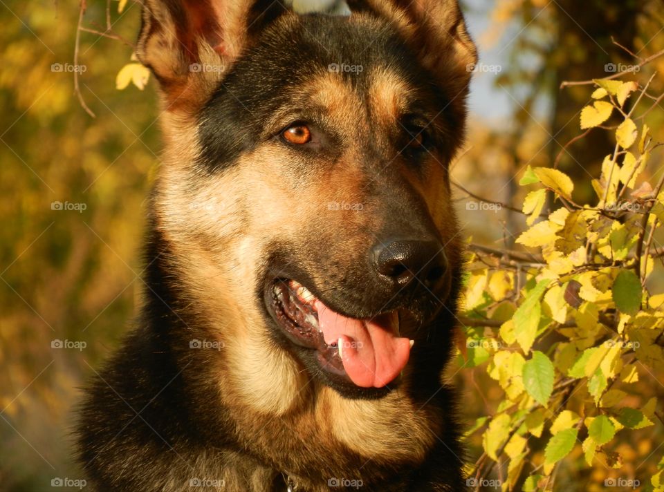 Beautiful Shepherd dog