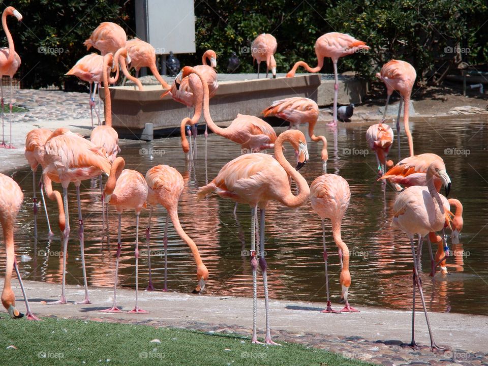 Group of flamingoes 