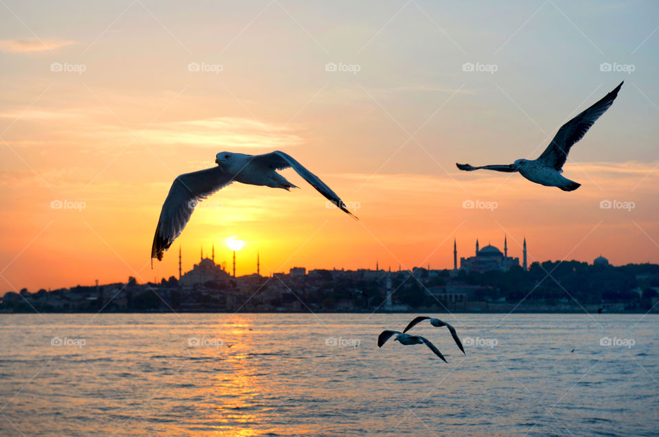 Seabirds in a sunset hour over bosphorus in Istanbul
