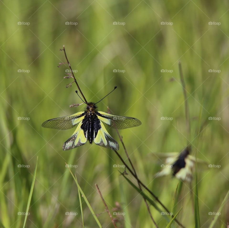 dragonfly