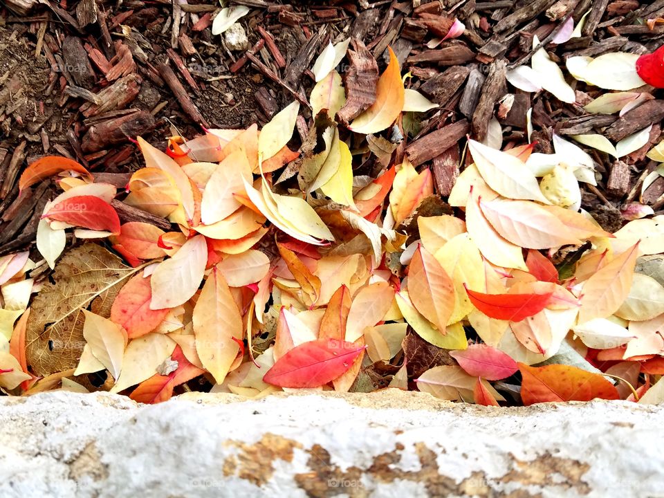 Fall, Leaf, Dry, Nature, Desktop