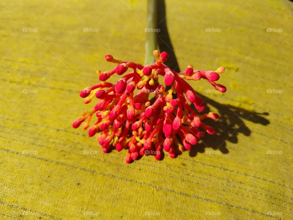 the combination of red flowers with a yellow background