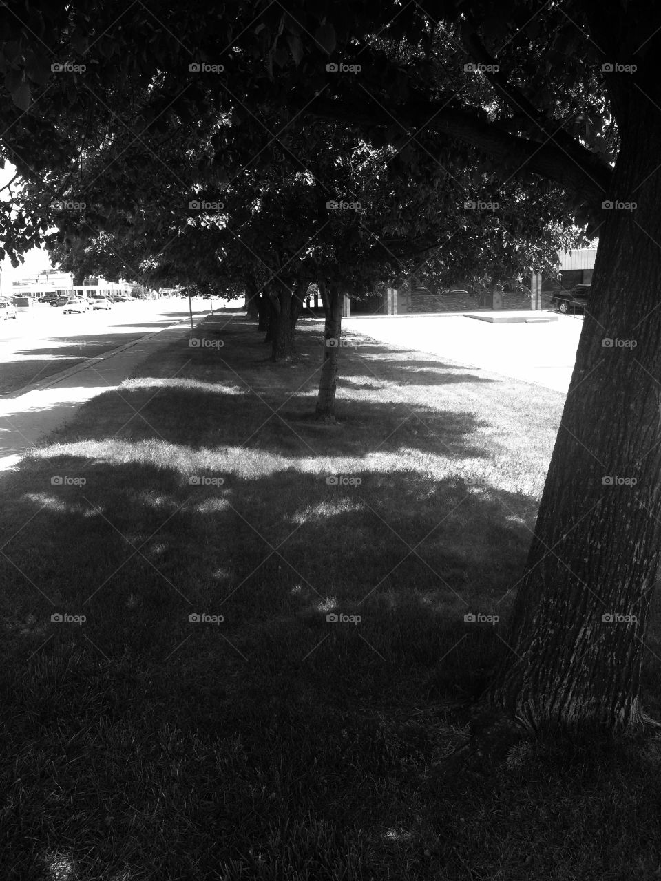 Treescape shadows . Tree shadows in the afternoon 