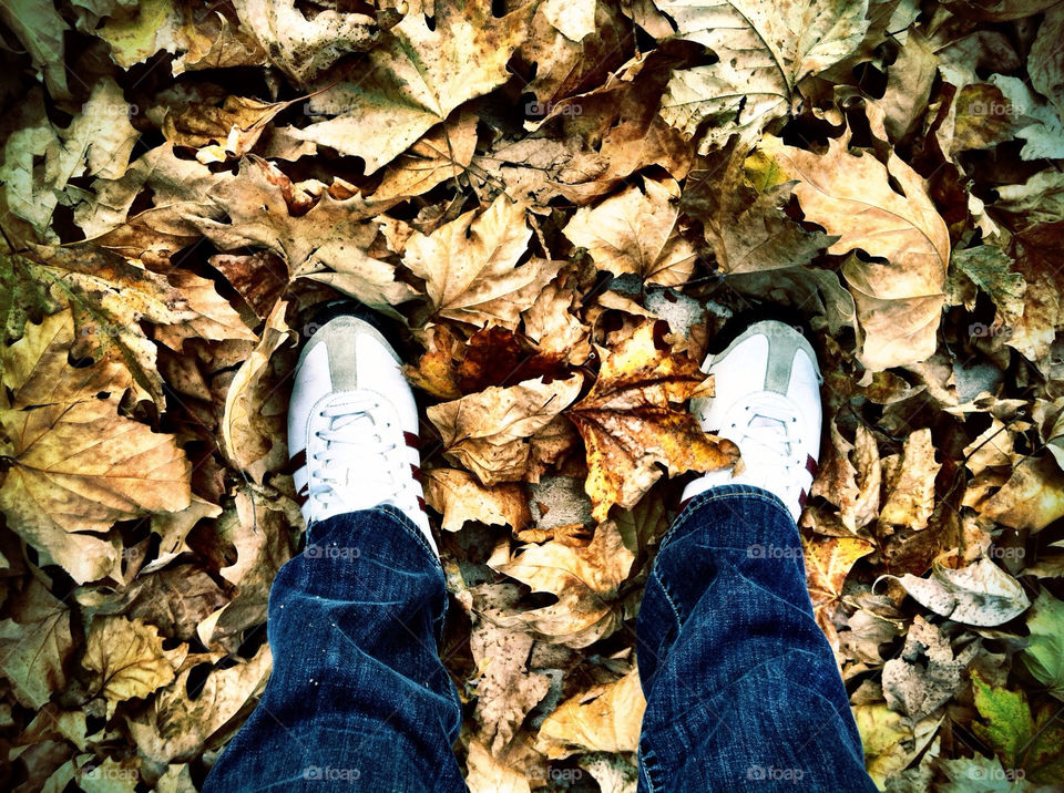 Fall, Leaf, Outdoors, Wood, Nature