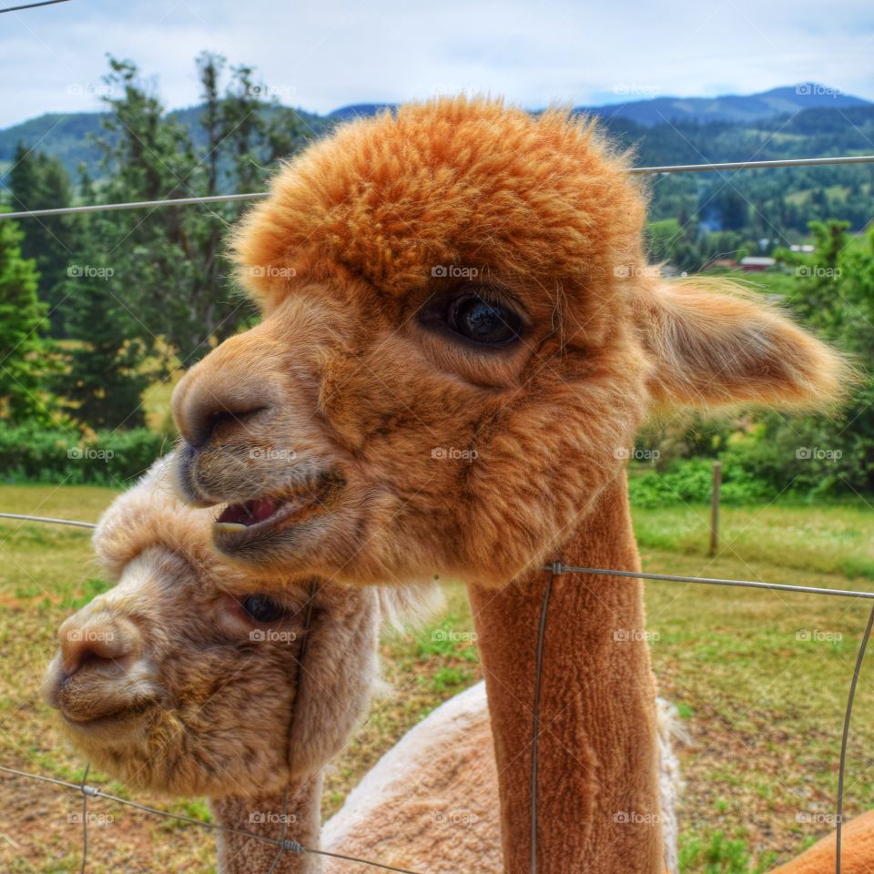 Two baby alpacas