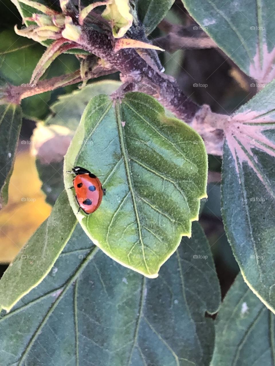 Beautiful ladybug on a green leaf of a tree.