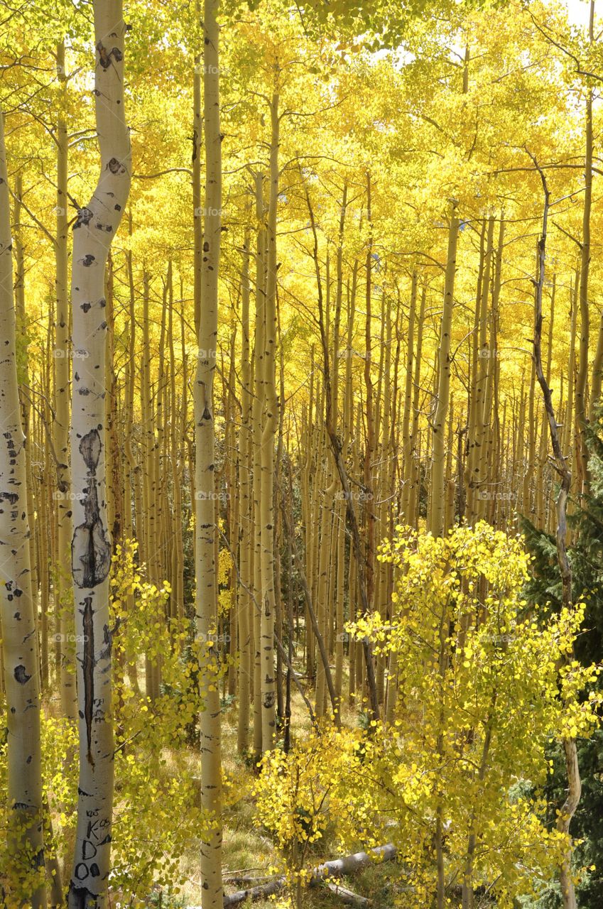 Aspen trees in full Autumn color