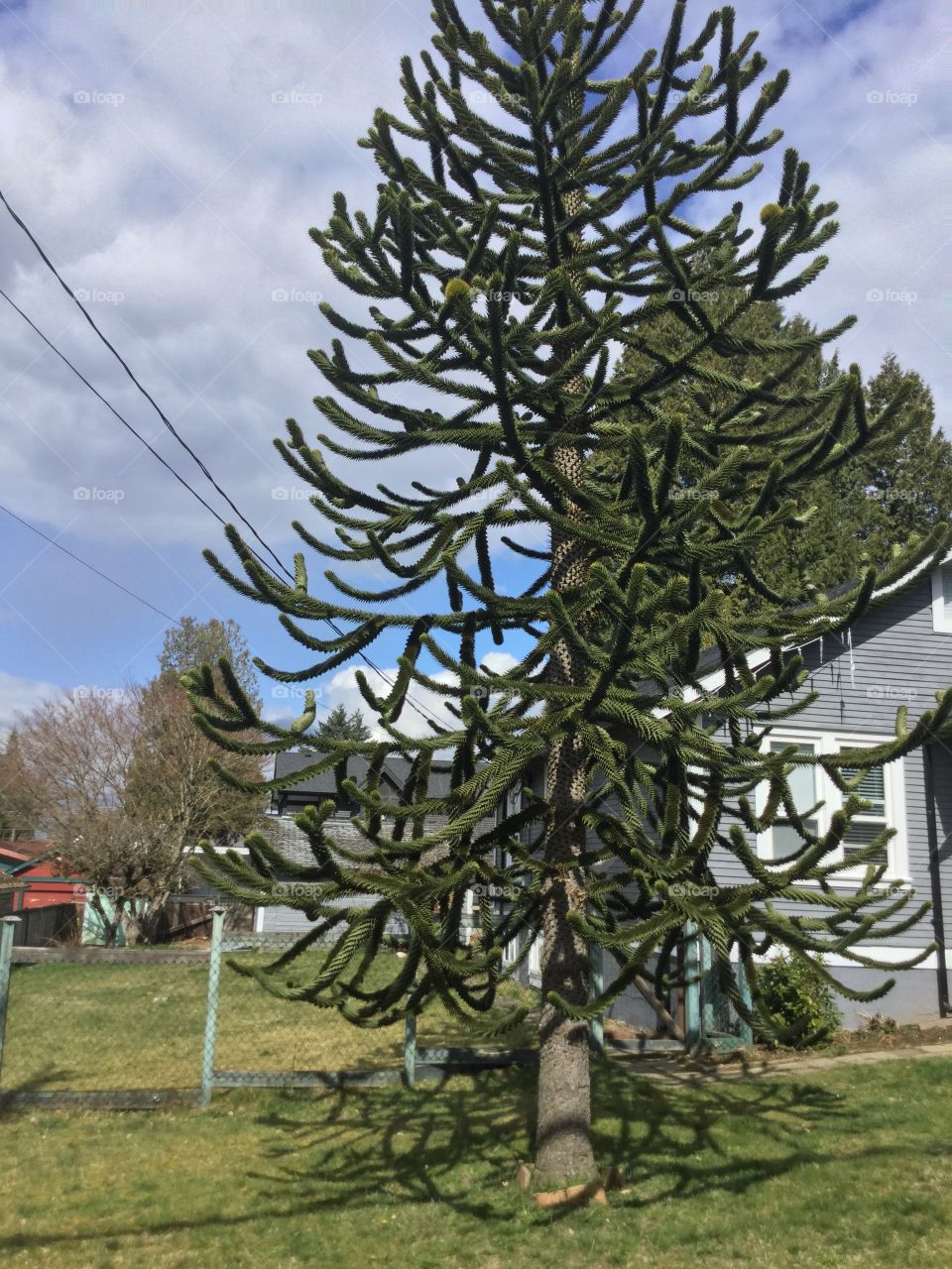 Monkey Tree in the Garden 