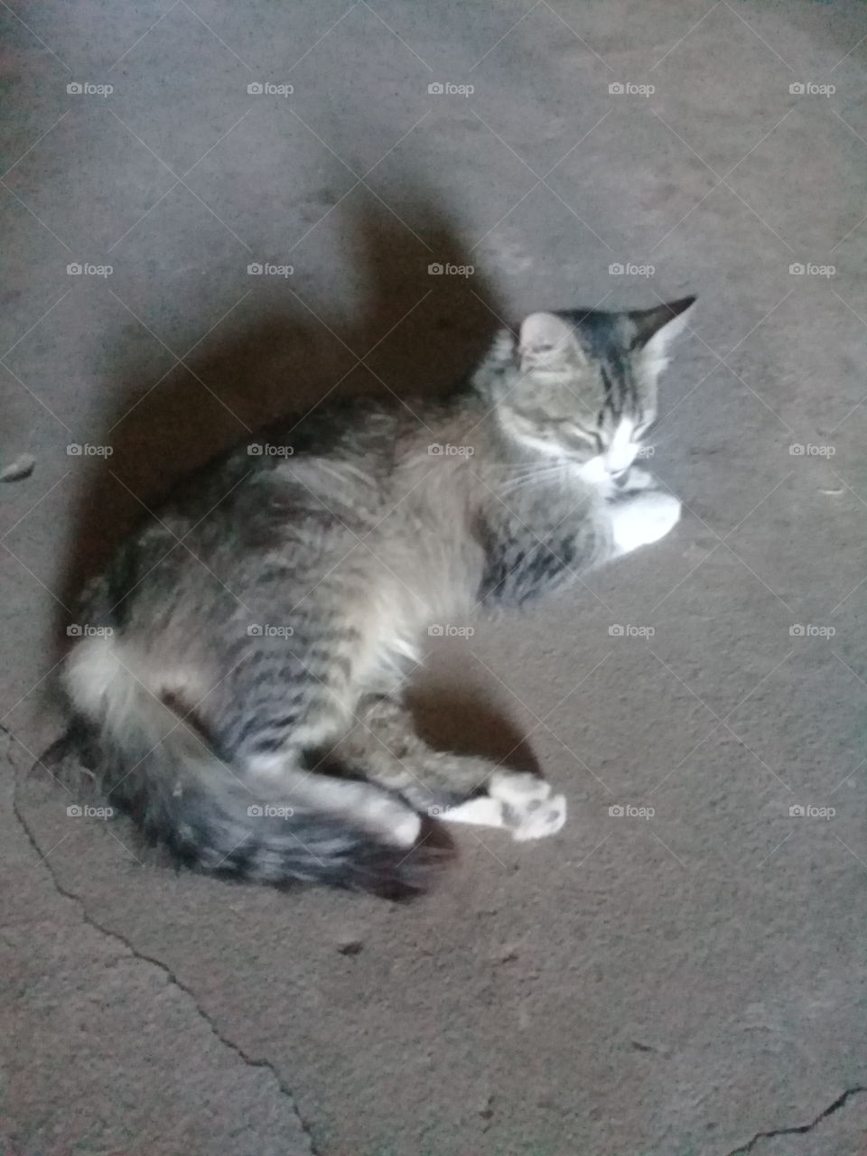 pequeño gatito descansando en el piso