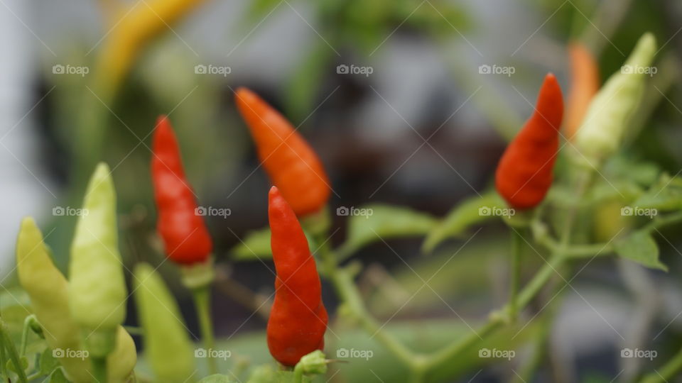 Macro Chilli