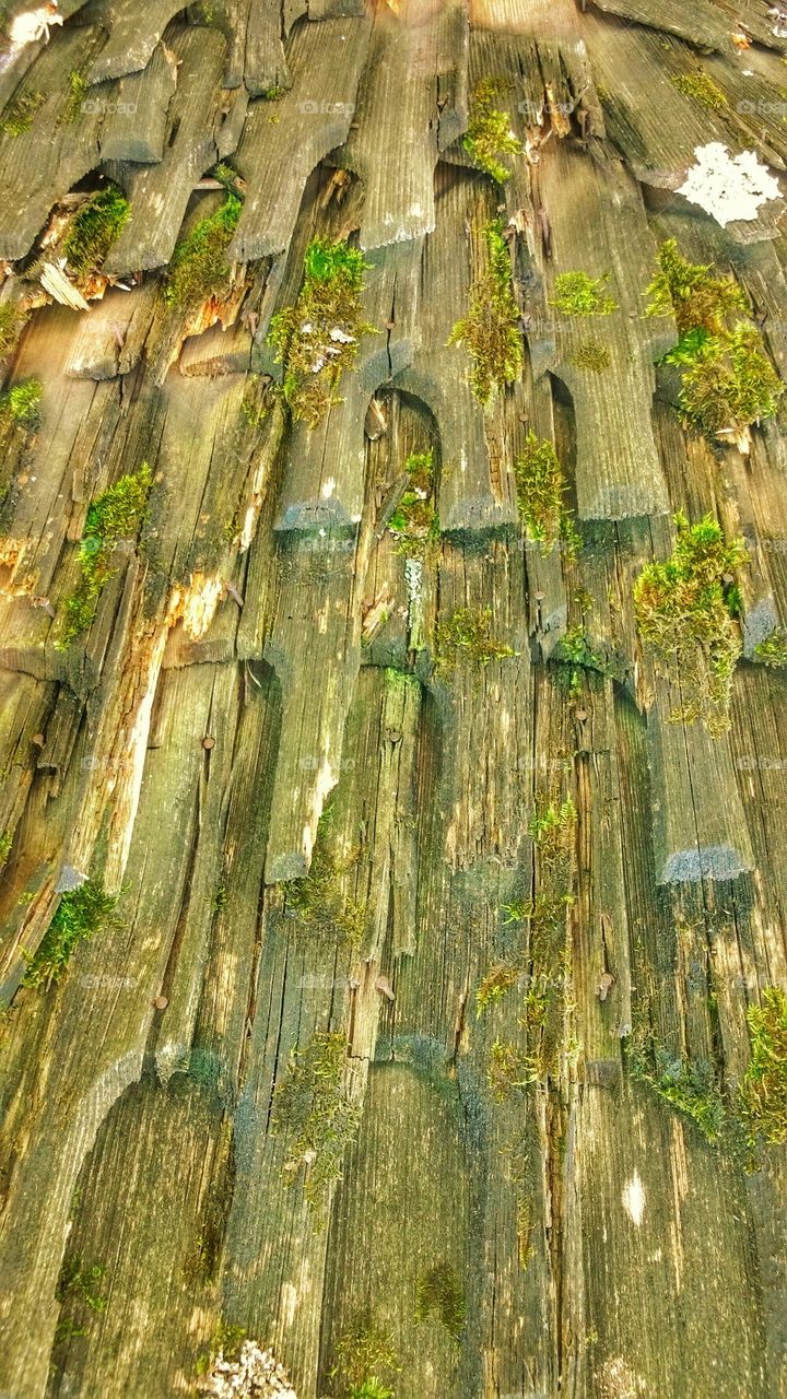  roof, shell, wood, Maramures, Romania, Ieud,