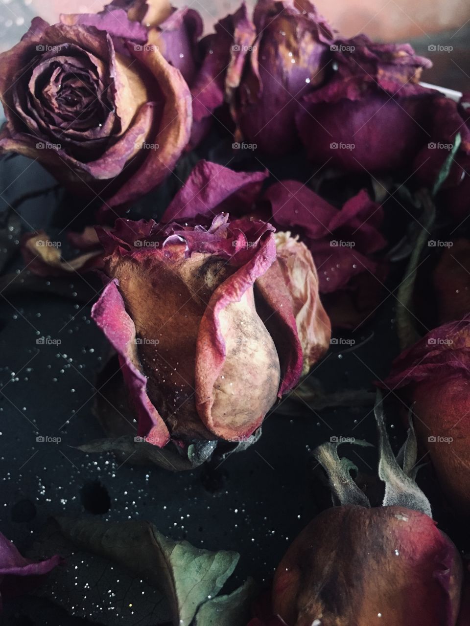 Dead Roses 🥀