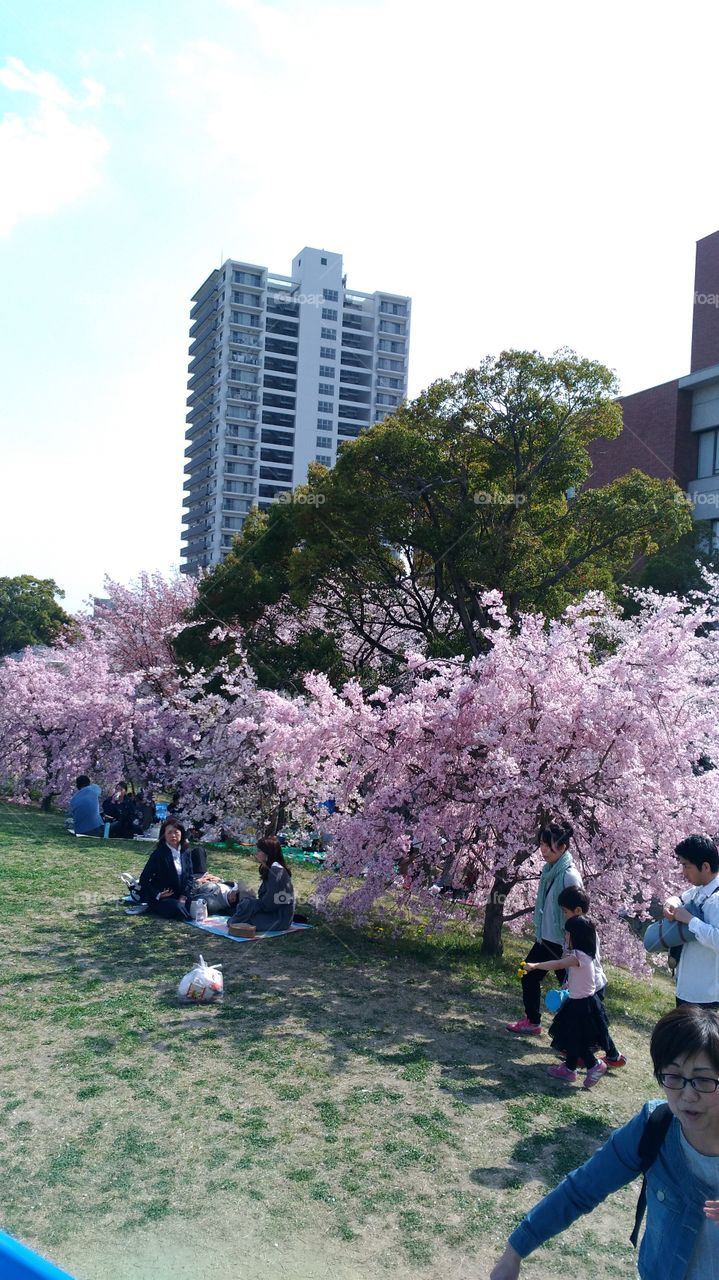cherry Blossom Celebration