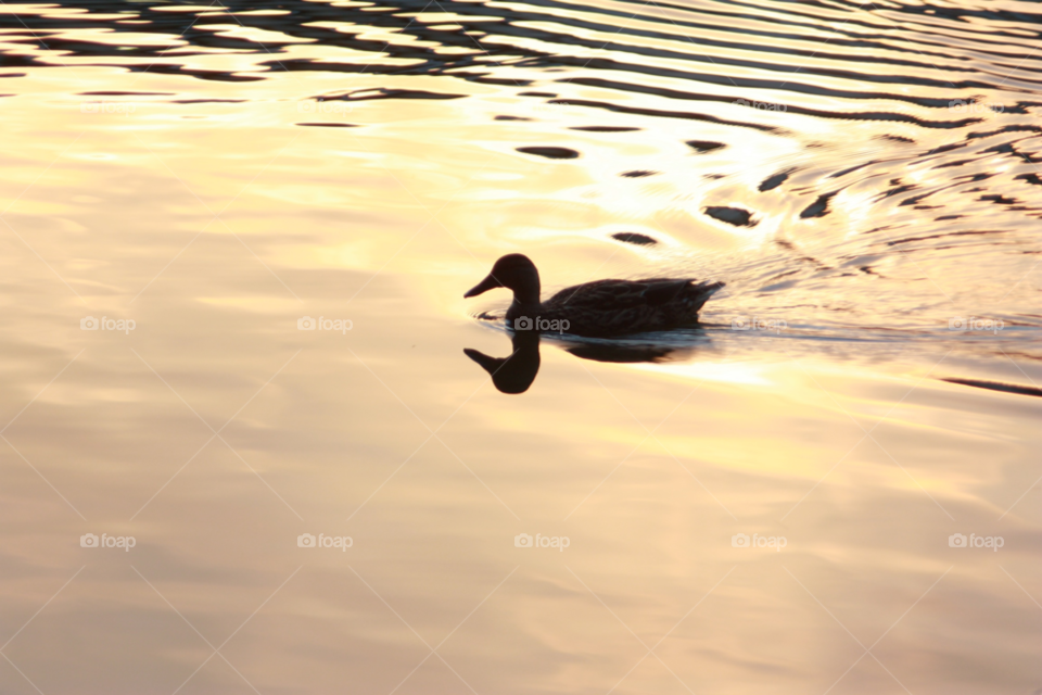 nature sunset duck golden by samoyed