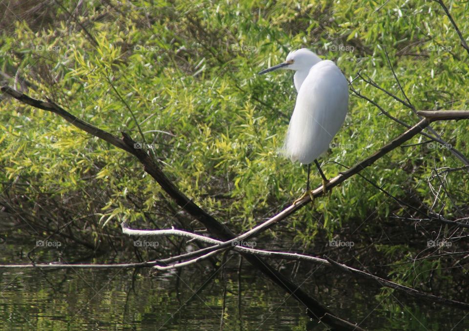 White Egret on a Branch