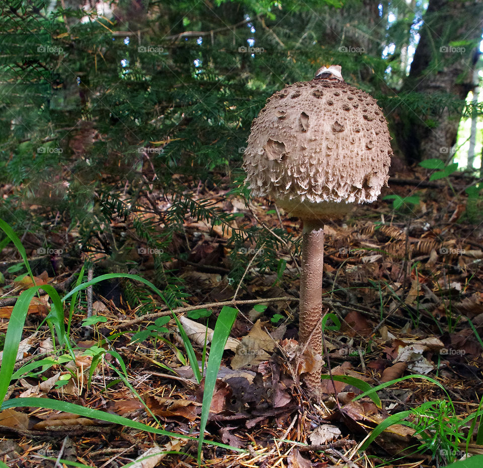 Mushroom an umbrella motley