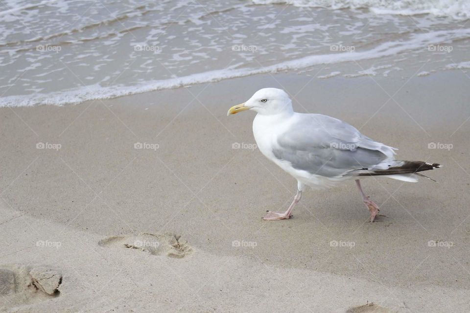 Seagull in front of see