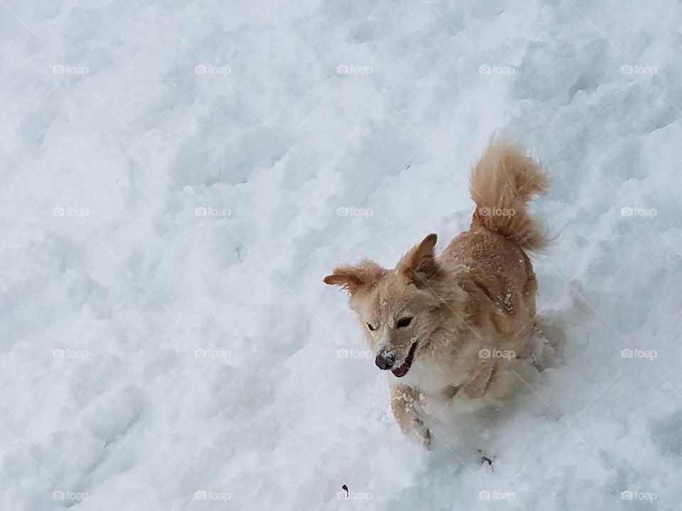 Boba, fun in the snow