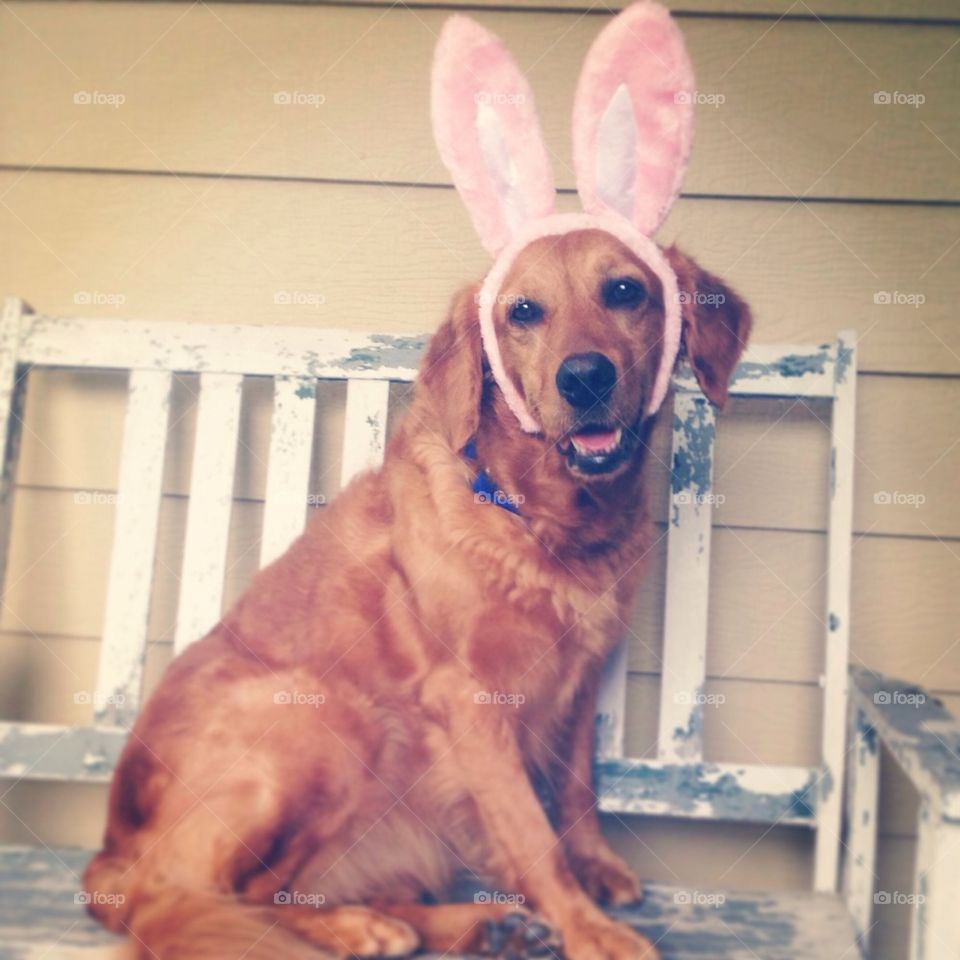 Easter dog